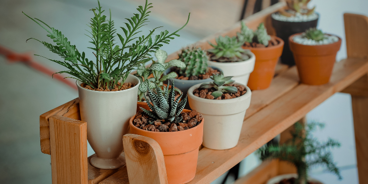 Deco appartement etudiant. Plante.